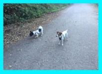 Tetley and pickle.jpg