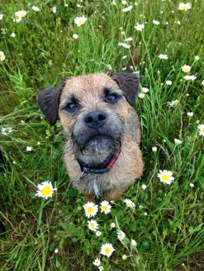 13339500_667482553389588_1619121330501586863_n